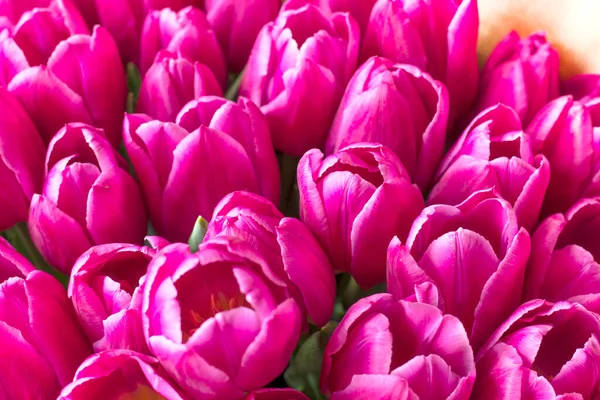 Pink Tulip varieties Barcelona close-up. fresh bouquet of tulip buds. — Stock Photo, Image