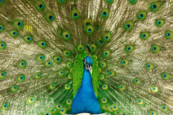 Male indian peacock showing its tail. An open tail with bright feathers — Stock fotografie