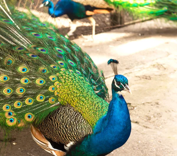Male indian peacock showing its tail. An open tail with bright feathers — Stock fotografie