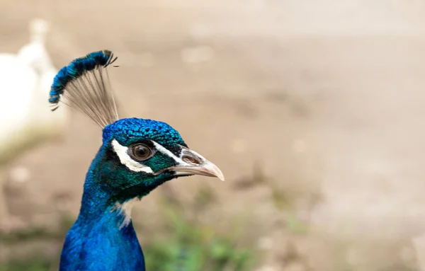 Peacock head. Bright blue and green feathers. Peacock portrait. — Stock Photo, Image