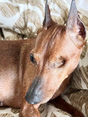 Özürlü bir köpek, sadece bir gözü var. Kör evcil hayvan Zwergpinscher. 