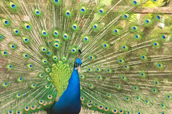 Male indian peacock showing its tail. An open tail with bright feathers — Stock Photo, Image