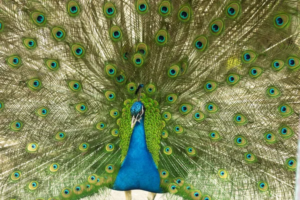 Male indian peacock showing its tail. An open tail with bright feathers — Stock Photo, Image