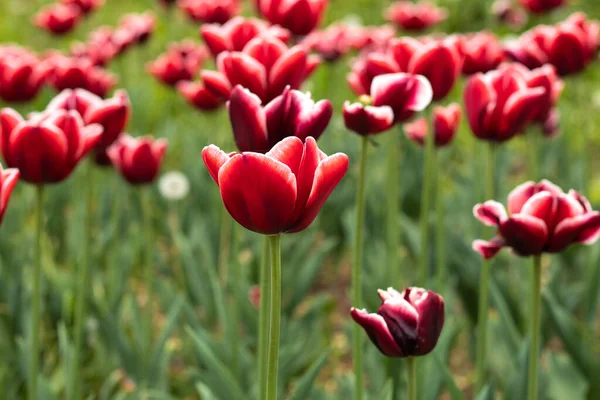 Selective focus. white-red Tulip varieties La Mancha close-up. — Stock Photo, Image
