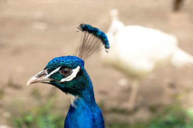 Tavus kuşu kafası. Parlak mavi ve yeşil tüyler. Tavus kuşu portresi. 