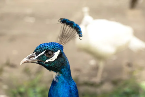 Peacock head. Bright blue and green feathers. Peacock portrait. — Stock Photo, Image