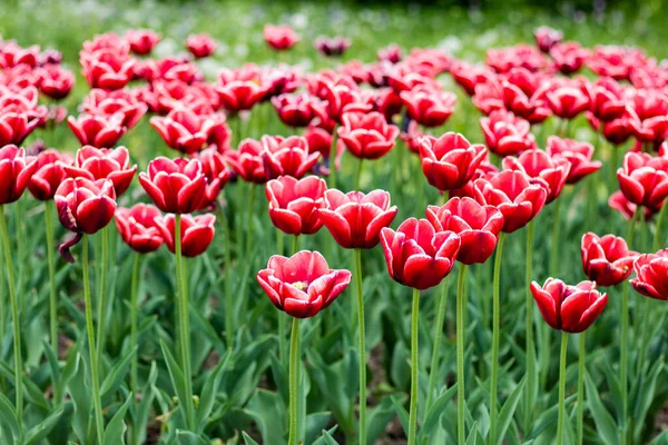 Selective focus. white-red Tulip varieties La Mancha close-up. — Stock Photo, Image