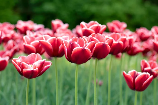 Multi colored tulips in a garden. Many Tulips — Stock Photo, Image