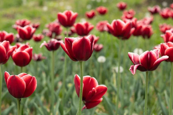 Multi colored tulips in a garden. Many Tulips — Stock Photo, Image