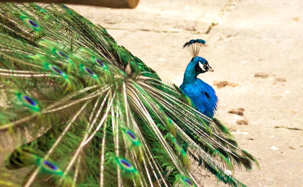 Peacock Head Bright Blue Green Feathers Peacock Portrait Bird Looks — Stock Photo, Image