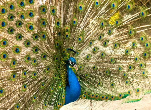 Selective Focus Male Indian Peacock Showing Its Tail Open Tail — Stock fotografie