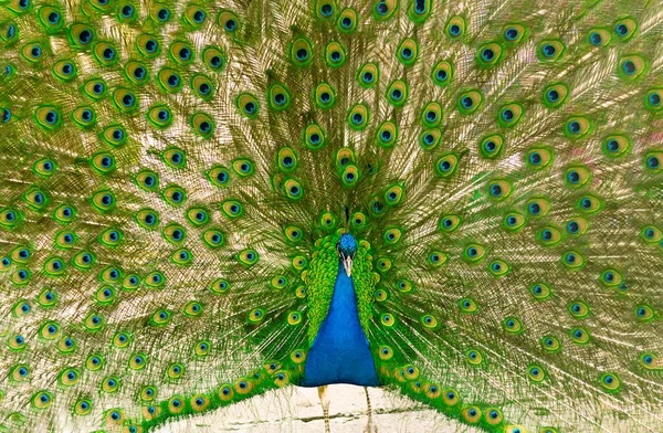 Selective Focus Male Indian Peacock Showing Its Tail Open Tail — Stock fotografie