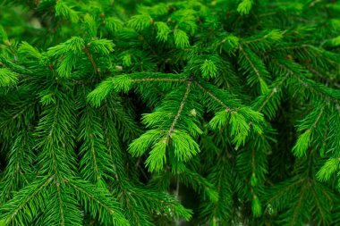 Cüce Alberta ladini, Picea glauca, iğne desenli. Sonsuza dek yeşil kozalaklı bitkiler park veya bahçenin dekorasyonunda kullanılır. Doğal kozalaklı doku. Seçici odak. 