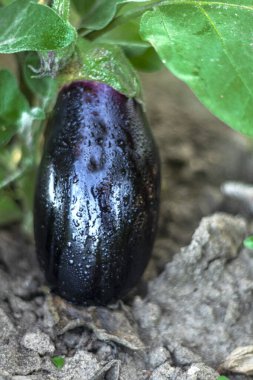 fresh aubergine on vegetable garden. ripening eggplant. New crop of vegetables. garden bed. ripe eggplant grows in the garden. Farming. High quality photo