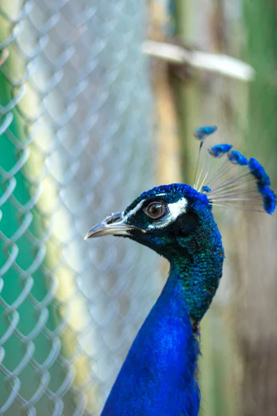 Peacock Head Bright Blue Green Feathers Peacock Portrait Bird Looks — Stock Photo, Image