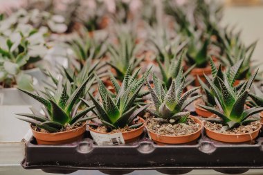 Çiçekçide sulu şeyler. Yüksek kalite fotoğraf