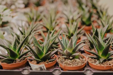 Çiçekçide sulu şeyler. Yüksek kalite fotoğraf