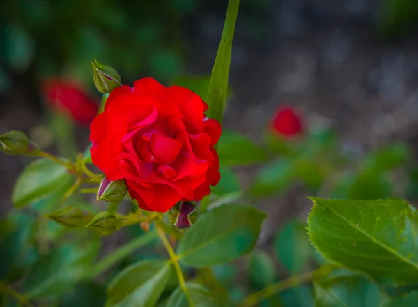 Beautiful Red Rose Park — Stock Photo, Image