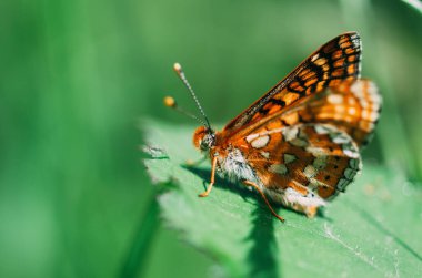 Renkli kelebek yeşil bir yaprağın üzerine tünemiş ve arka planı bulanık. Makro fotoğrafçılığa seçici odaklanma.