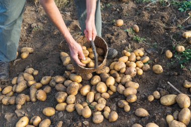 Çiftlikte patates toplayan bir adam. Tarım kavramı.