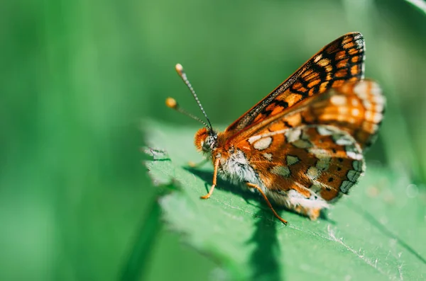 Renkli kelebek yeşil bir yaprağın üzerine tünemiş ve arka planı bulanık. Makro fotoğrafçılığa seçici odaklanma.