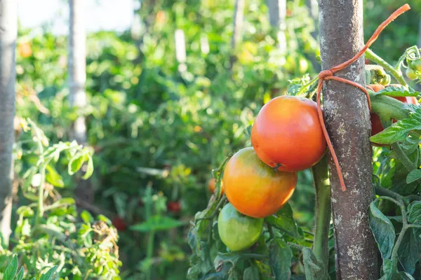 Plantas Tomate Con Tomates Maduros Agricultura — Foto de Stock