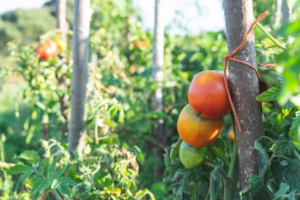 Pomodori Maturi Sulla Pianta Concetto Agricolo — Foto Stock