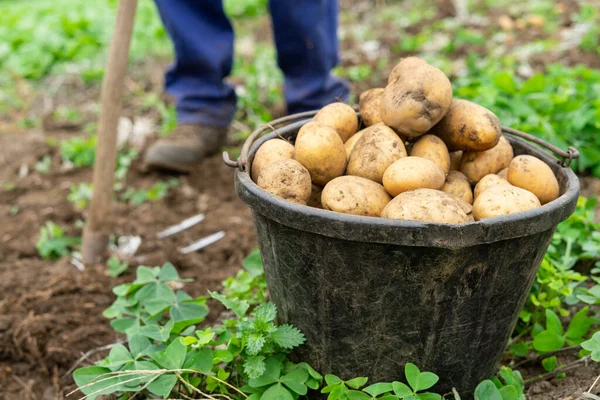 Taze patates hasadıyla dolu bir kap. Tarım kavramı.