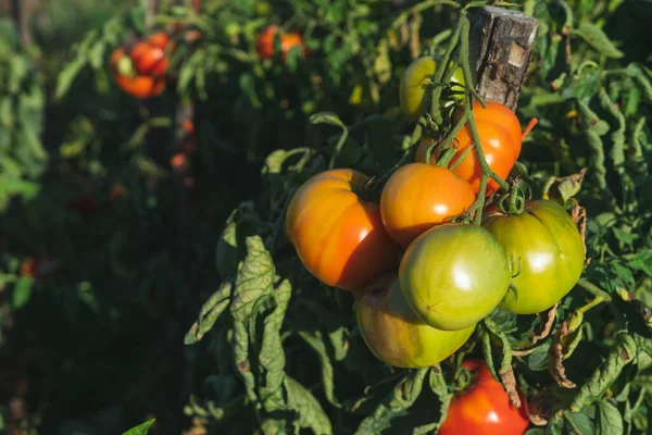 Piante Pomodoro Con Pomodori Maturi Agricoltura — Foto Stock