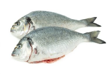 Sparus aurata. Beyaz tabanda deniz çipleri. Çiğ balık. Üst Manzara. Boşluğu kopyala.