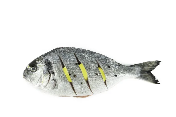 Sparus aurata. Beyaz arka planda izole edilmiş limonlu çipura. Çiğ balık. Üst Manzara. Boşluğu kopyala.