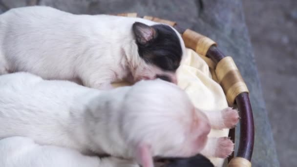 Three newborn English setter puppies. HD video. — Stock Video