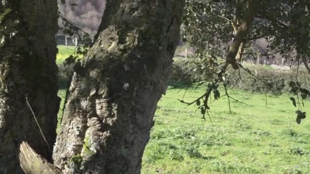 Cork oak leaves moved by the wind. Quercus suber. — Vídeo de stock