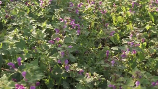 Violet flowers in nature moved by the wind. — Stockvideo