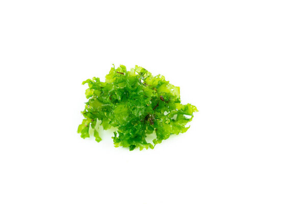 Sea lettuce, green seaweed on white background. Copy space. Top view.