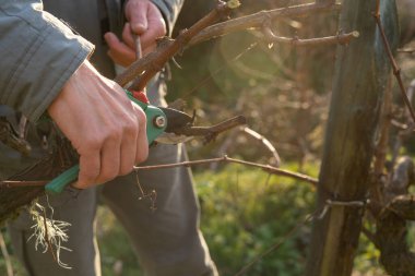 Bir adamın eli, asmaları makasla buduyor. Asma budama. Uzayı kopyala Üzüm bağının manzarası.
