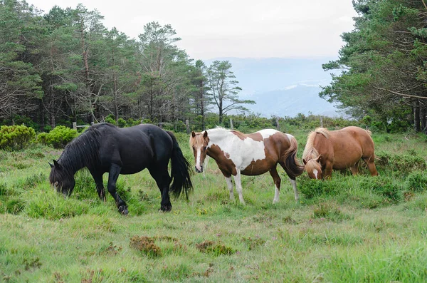 Wild Black Male Horse Accompanied His Group Mares Foals Wild — Stock Photo, Image