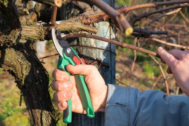 Şarap yetiştirenler şarap bitkisinin dalını kesiyor. Asma budama. Uzayı kopyala Üzüm bağının manzarası.