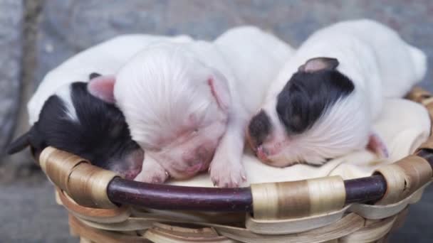Three Newborn Black White English Setter Puppies Video — Stock Video