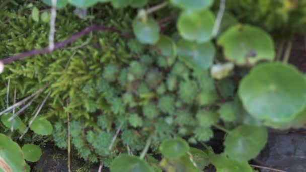 Pequeñas Plantas Suculentas Silvestres Vídeo — Vídeo de stock