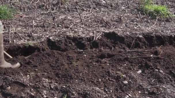Rolnik Kopie Glebę Wyrywa Rośliny Winorośli Wideo — Wideo stockowe