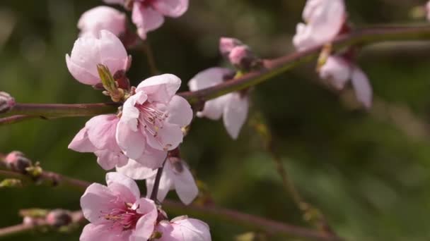 春の開花ネクタリンの木 Hdビデオ — ストック動画