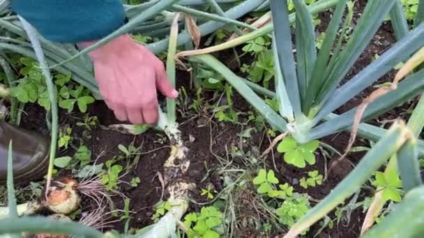 Farmer Betakarítás Hagyma Növények Zöldségkertben Videó — Stock videók