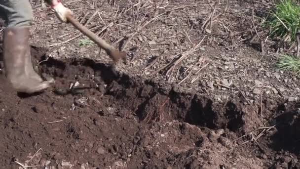 Agricultor Cavando Solo Plantando Puxando Plantas Videira Vídeo — Vídeo de Stock