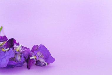 Natural purple iris flowers on purple background. Copy space. Horizontal photo.