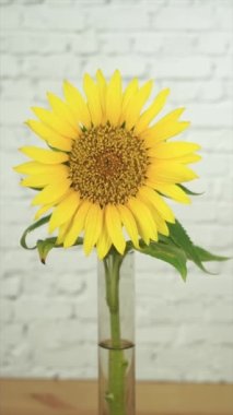Sunflower flower with wind movement on white background. Vertical. Copy space.