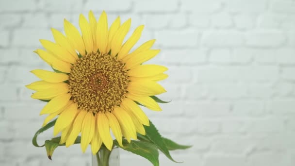 Sunflower Flower Wind Movement White Background Horizontal — 图库视频影像