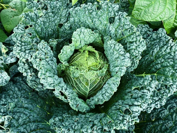 Cabbage Plant Vegetable Garden Top View Copy Space — Stock Photo, Image