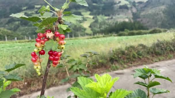 Gooseberry Plant Red Berries Branch Red Currants Moved Wind Natural — Vídeo de stock