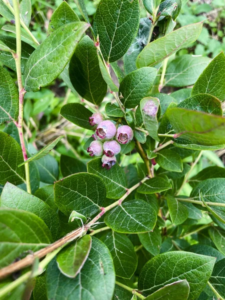 Blueberry Plant Fruit Bunch Ripening Copy Space — 스톡 사진